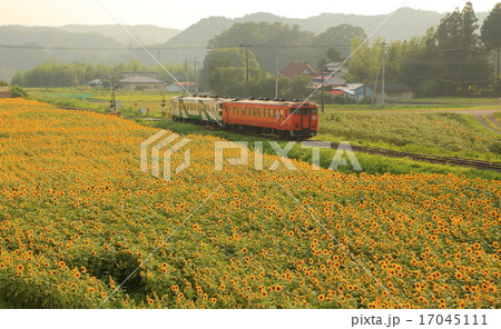 烏山線とひまわり畑 17045111