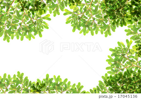 panoramic Green leaves on white background 17045136