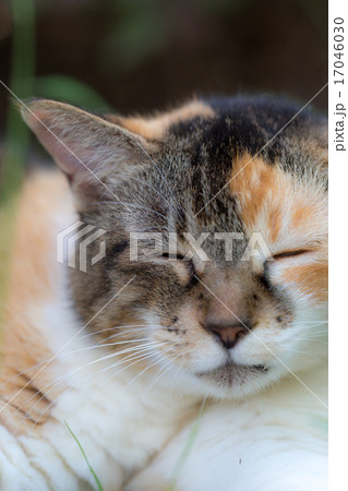 リラックスするのらねこ リラックスするのらねこ 17046030