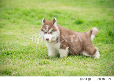 Cute siberian husky puppy walking on green grass 17046119