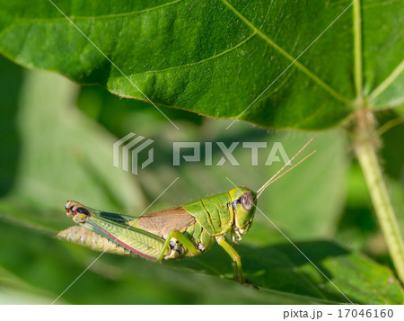 綺麗な色のミカドフキバッタ 17046160