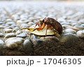 蝉の幼虫 17046305