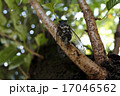 蝉のおしっこ 17046562