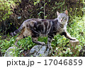 器用に渡る猫 17046859