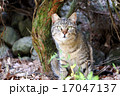 キョトンとする猫 17047137