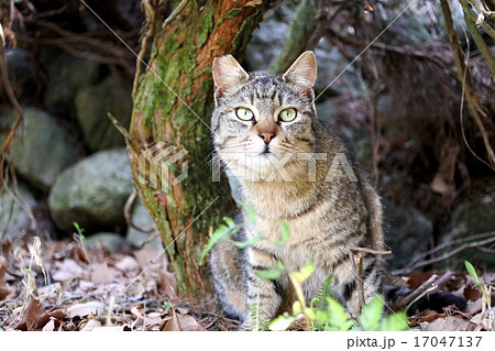 キョトンとする猫 キョトンとする猫 17047137