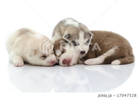 Three siberian husky puppy sleeping Three siberian husky puppy sleeping 17047528