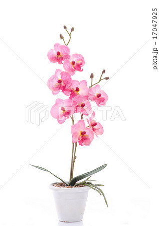 Close up of beautiful sphere shape flower Close up of beautiful sphere shape flower 17047925