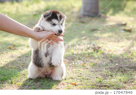 Little Siberian husky puppy biting the hand  Little Siberian husky puppy biting the hand  17047940