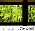 和室からの借景 17048405