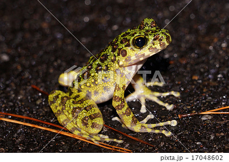 アマミイシカワガエル 17048602