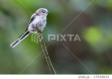 Long-tailed tit (Aegithalos caudatus) 17048634