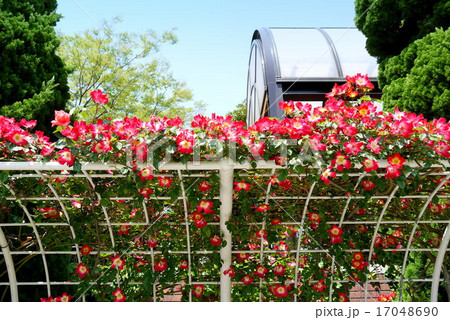 総合レクリエーション公園　フラワーガーデンのバラ（5月）東京都江戸川区 17048690