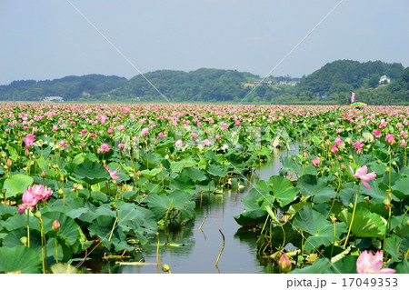 8月伊豆沼 内沼はすまつり09桃源郷の写真素材