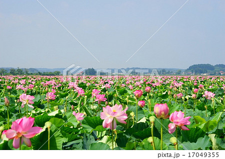 8月伊豆沼 内沼はすまつり11桃源郷の写真素材