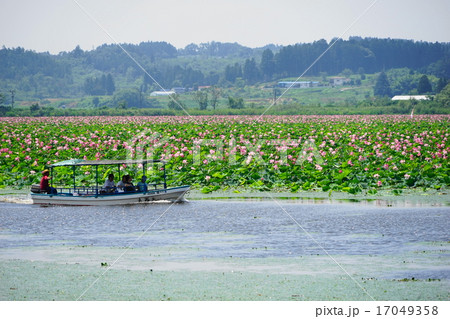 8月伊豆沼 内沼はすまつり14桃源郷の写真素材