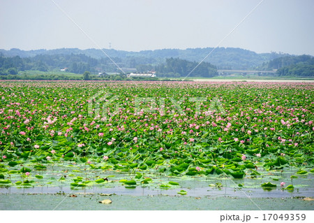 8月伊豆沼 内沼はすまつり15桃源郷の写真素材