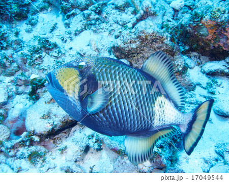 ゴマモンガラ 17049544