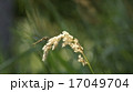 蜻蛉、夏から秋へ 17049704