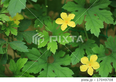 ゴーヤの花 17049708