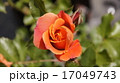 薔薇　香　色 17049743