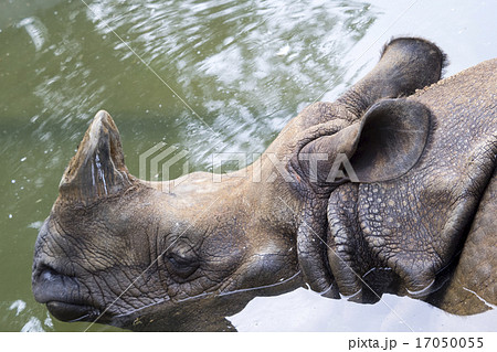 インドサイの水浴 インドサイの水浴 17050055