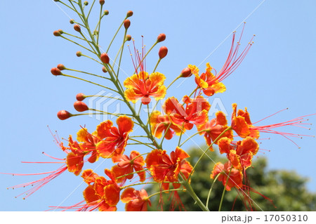 オオゴチョウ オオゴチョウ 17050310