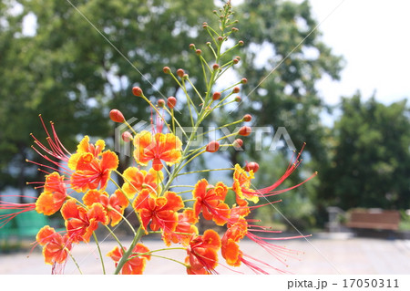 オオゴチョウ 17050311