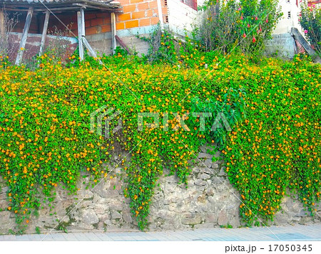 黄色い花の咲くツタで覆われた壁の写真素材