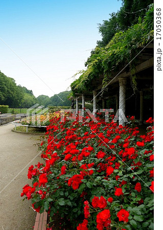 市川市動植物園のバラ園(6月)千葉県市川市 市川市動植物園のバラ園(6月)千葉県市川市 17050368