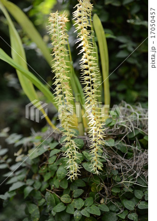 マグナム 17050457