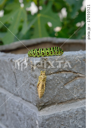 キアゲハの幼虫とサナギの写真素材