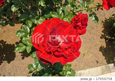 バラ サムライ・満開 17050758