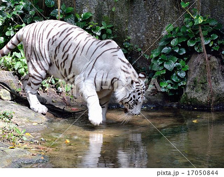 ホワイトタイガー 17050844