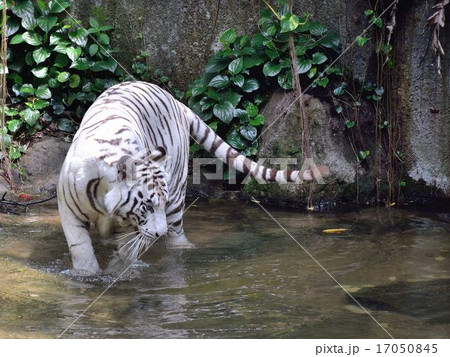 ホワイトタイガー 17050845