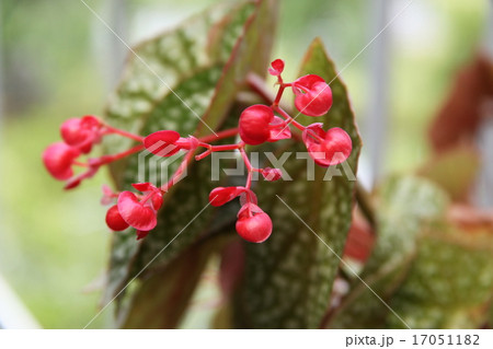 木立性ベゴニア ( スノーキャップ) 17051182