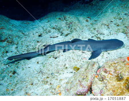 ネムリブカ ネムリブカ 17051887