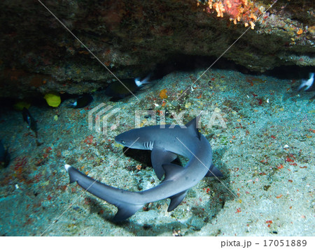 ネムリブカ ネムリブカ 17051889