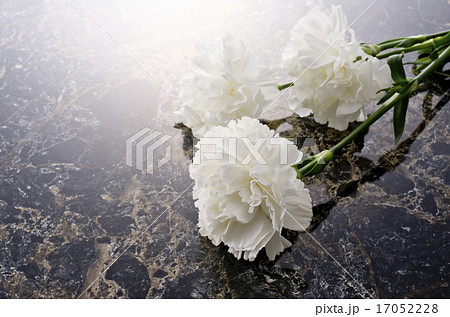 カーネーション カーネーション 17052228