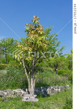 花博記念公園鶴見緑地のユズリハ 花博記念公園鶴見緑地のユズリハ 17052244