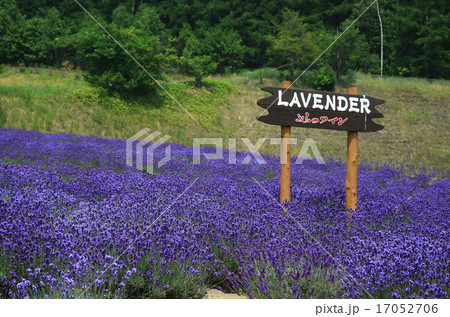 北海道 富良野 北海道 富良野 17052706