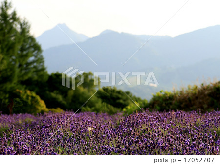 北海道 富良野 北海道 富良野 17052707