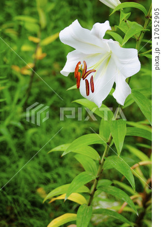白百合 17052905
