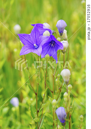 桔梗 17052916