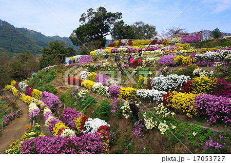 色鮮やかな山北の懸崖菊 17053727