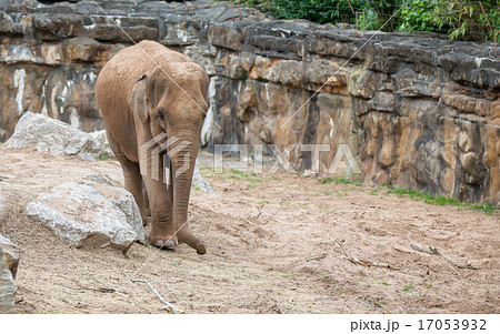 Elephant Elephant 17053932
