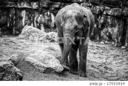 Elephant Elephant 17053934