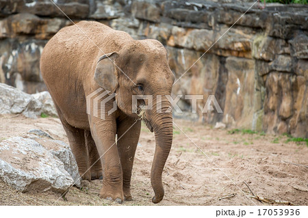 Elephant 17053936