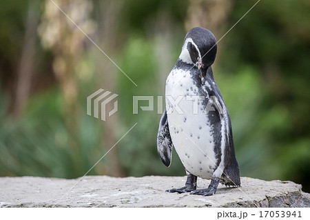 Humbolt Penguin 17053941