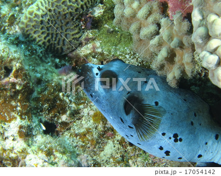 沖縄離島ダイビング　肌の質感がきれいな大きな目のコクテンフグ　阿嘉島 17054142